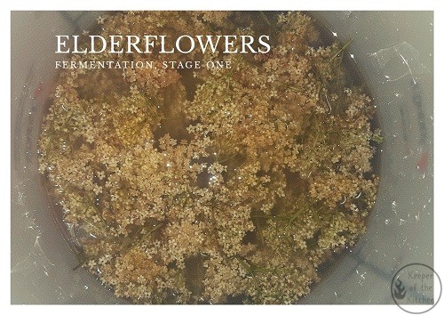 Elderflower champagne