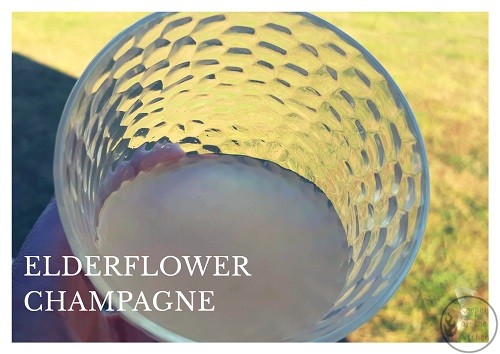 Elderflower champagne